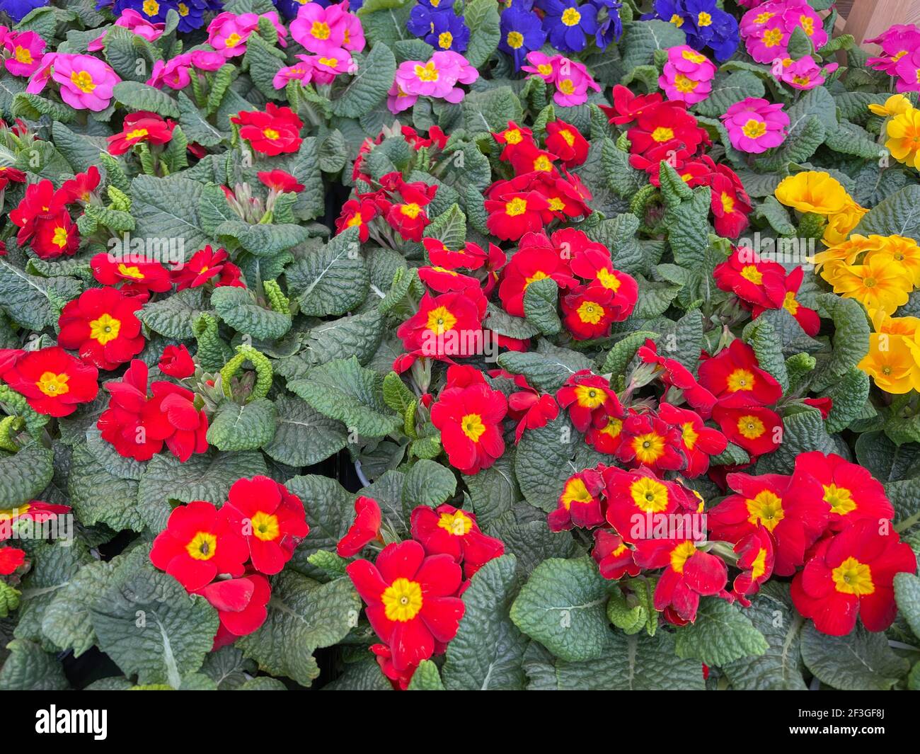 Sfondo o struttura di un vassoio di piante di Primula (Primula) fiorite di primavera colorate in esposizione in un Centro Giardino in Devon Rurale, Inghilterra, Regno Unito Foto Stock