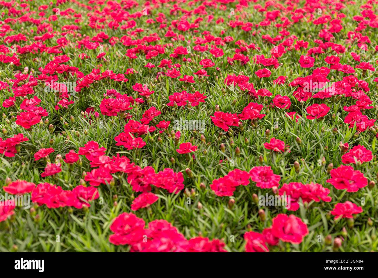 Dianthus fiore fioritura in giardino Foto Stock