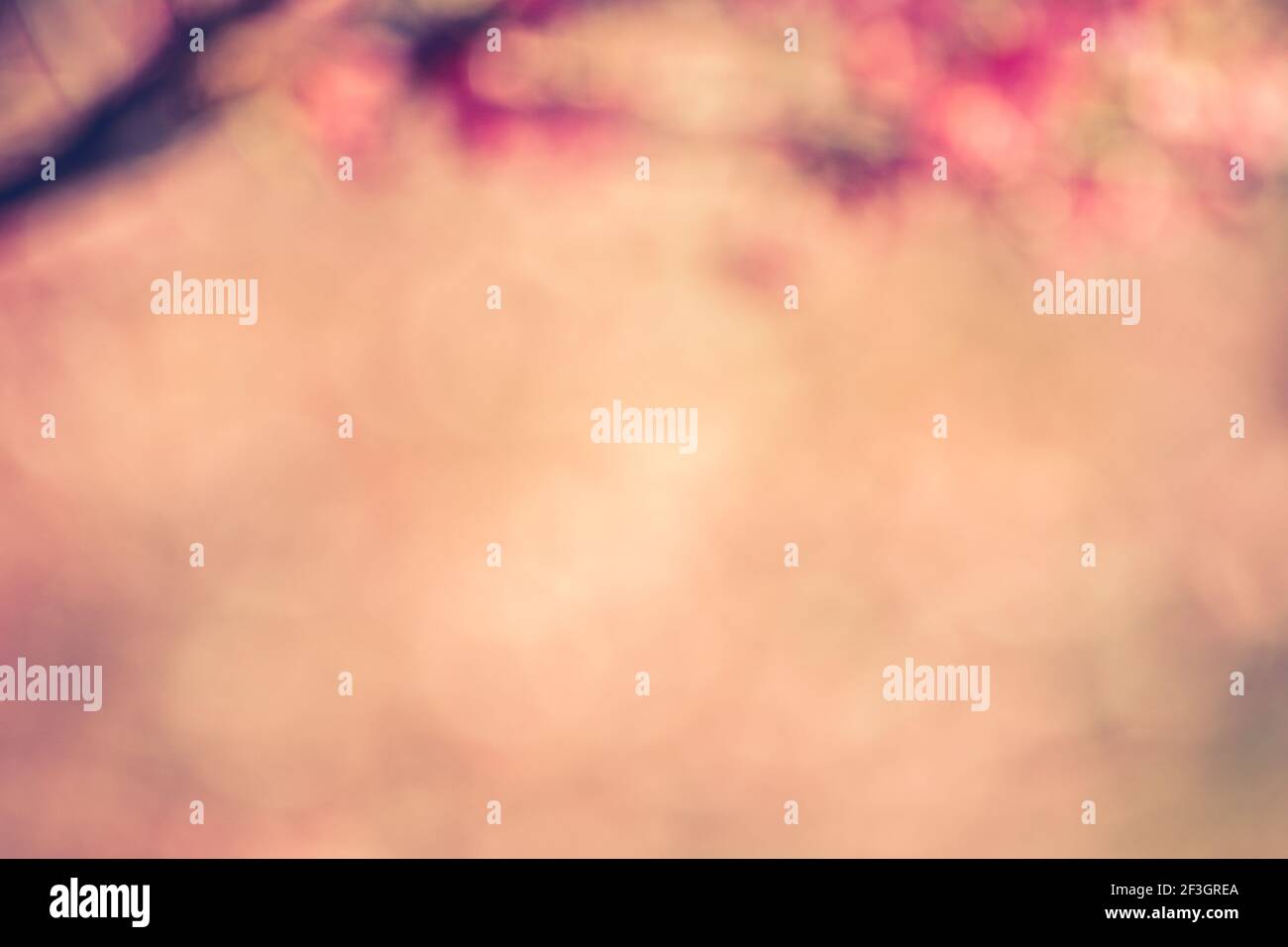 Sfondo astratto rosa offuscato da fiori di ciliegio (sakura) - tonalità vintage Foto Stock