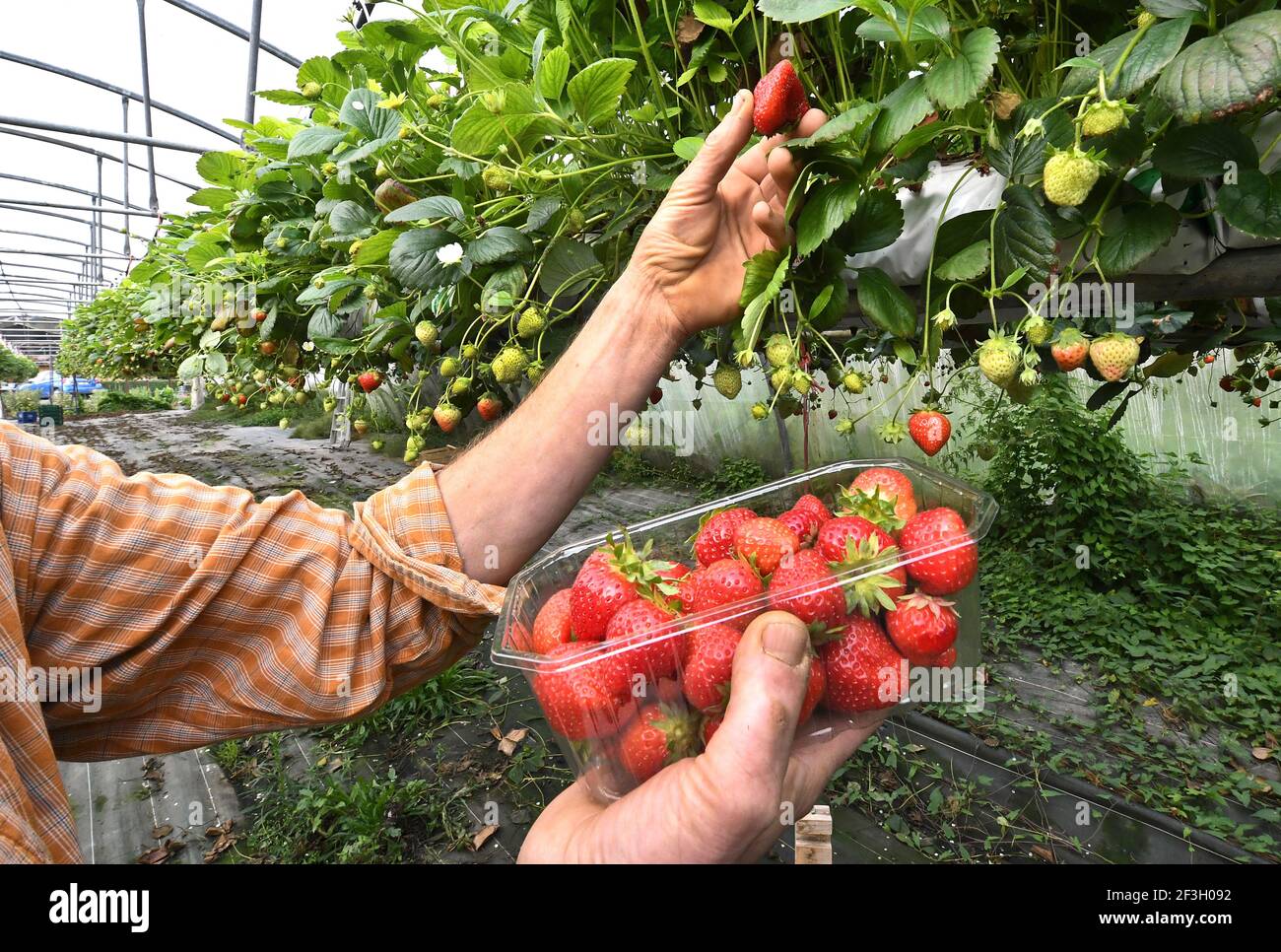 Raccolta di fragole coltivate in serra, coltivazione sobrida. Uomo che raccoglie fragole mature, raccolta a mano di fragole rosse Foto Stock