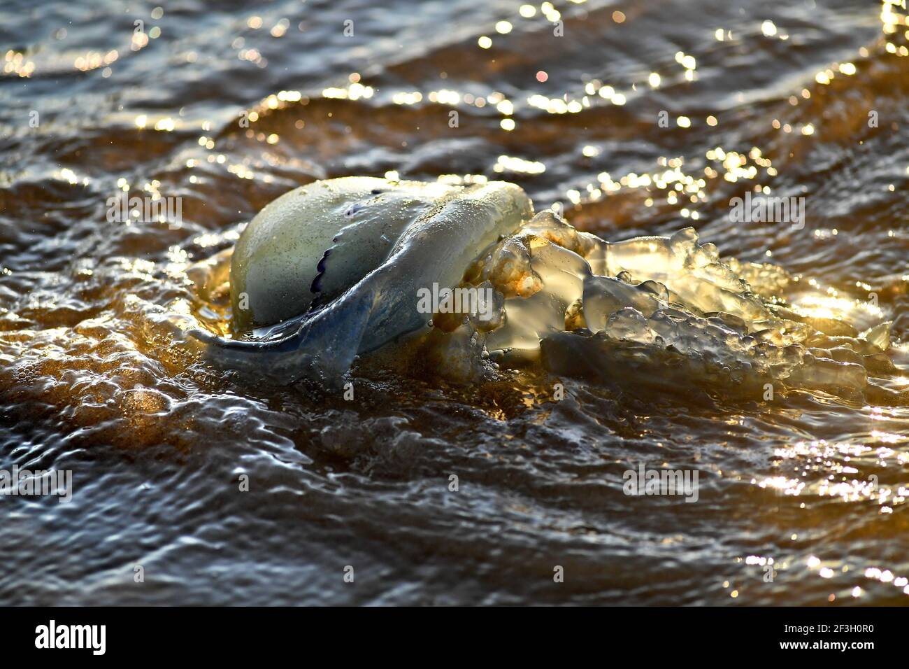 Meduse si sono arenate su una spiaggia Foto Stock