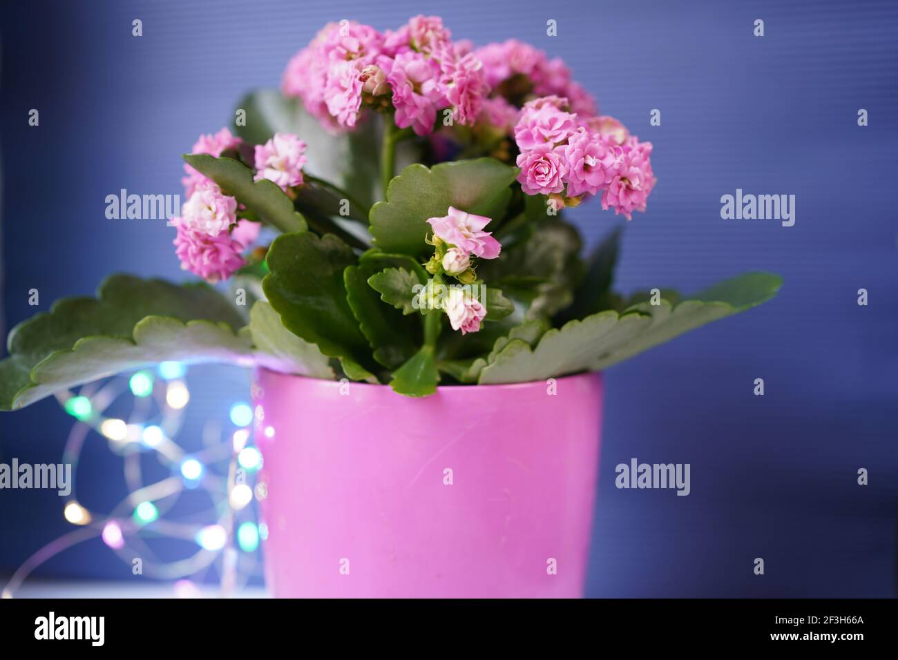 Flowerpot con fiori Kalanchoe su uno sfondo blu festivo con ghirlande bokeh multicolore offuscate Foto Stock