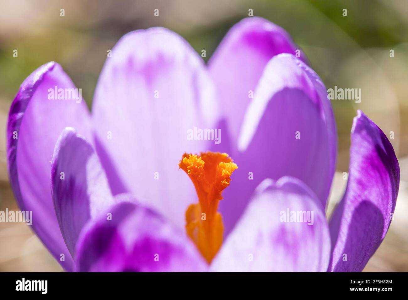 Primo piano dello zafferano Foto Stock