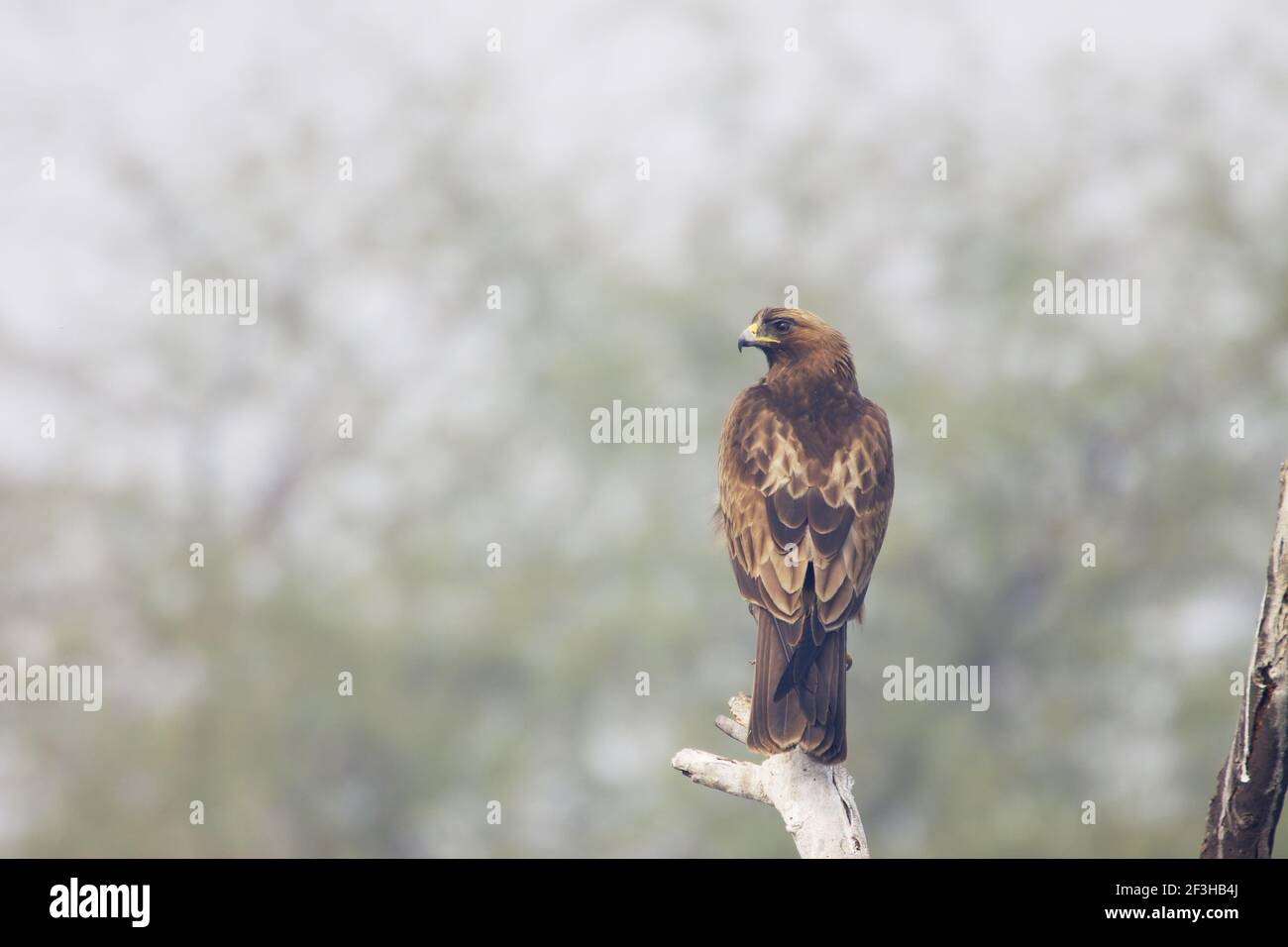 Booted Eagle Hieraetus pennatus Keoladeo Ghana National Park Bharatpur Rajasthan India BI017874 Foto Stock
