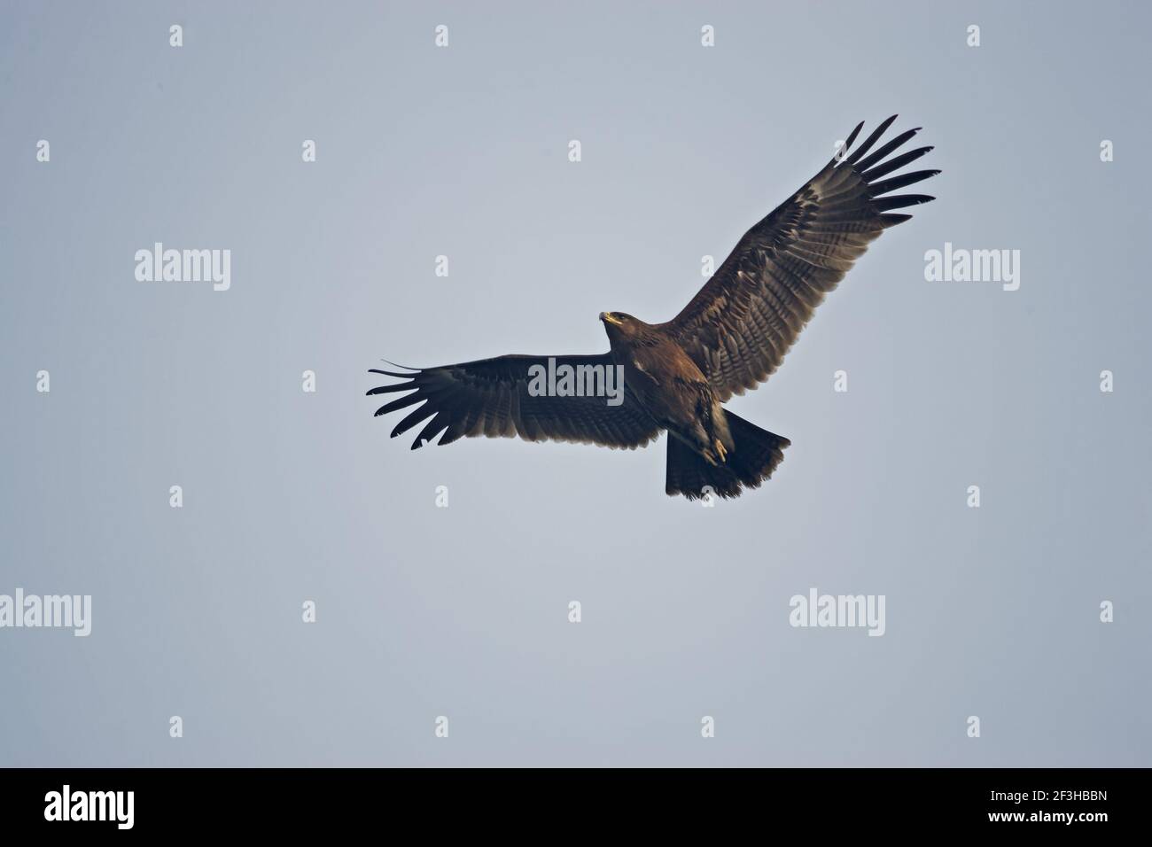 Grande Aquila puntata - in flightAquila clanga Keoladeo Ghana Nazionale Park Bharatpur Rajasthan India BI017888 Foto Stock