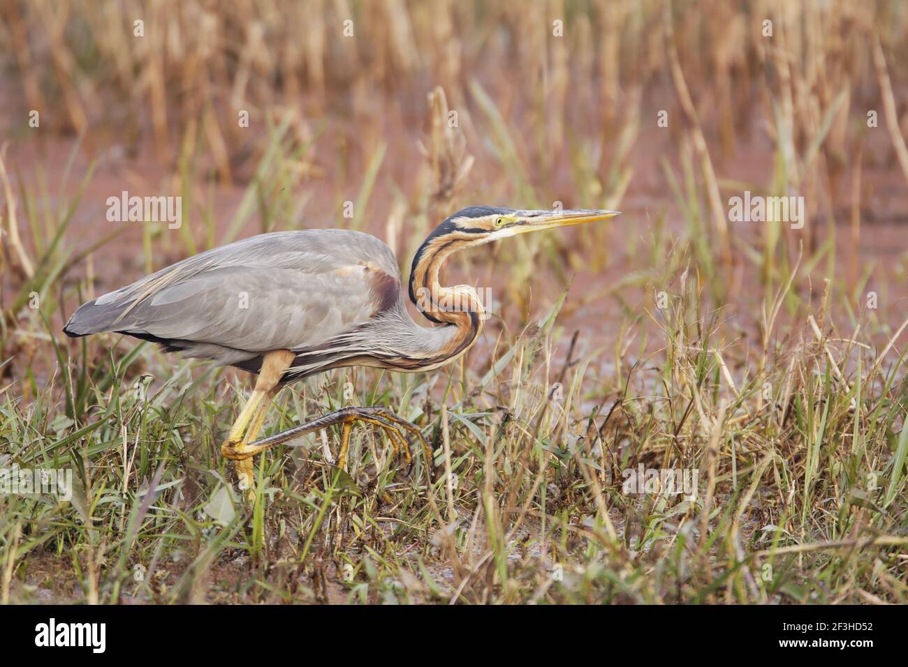 Purpurea Heron - Caccia Ardea purpurea Keoladeo Ghana National Park Bharatpur Rajasthan India BI018049 Foto Stock