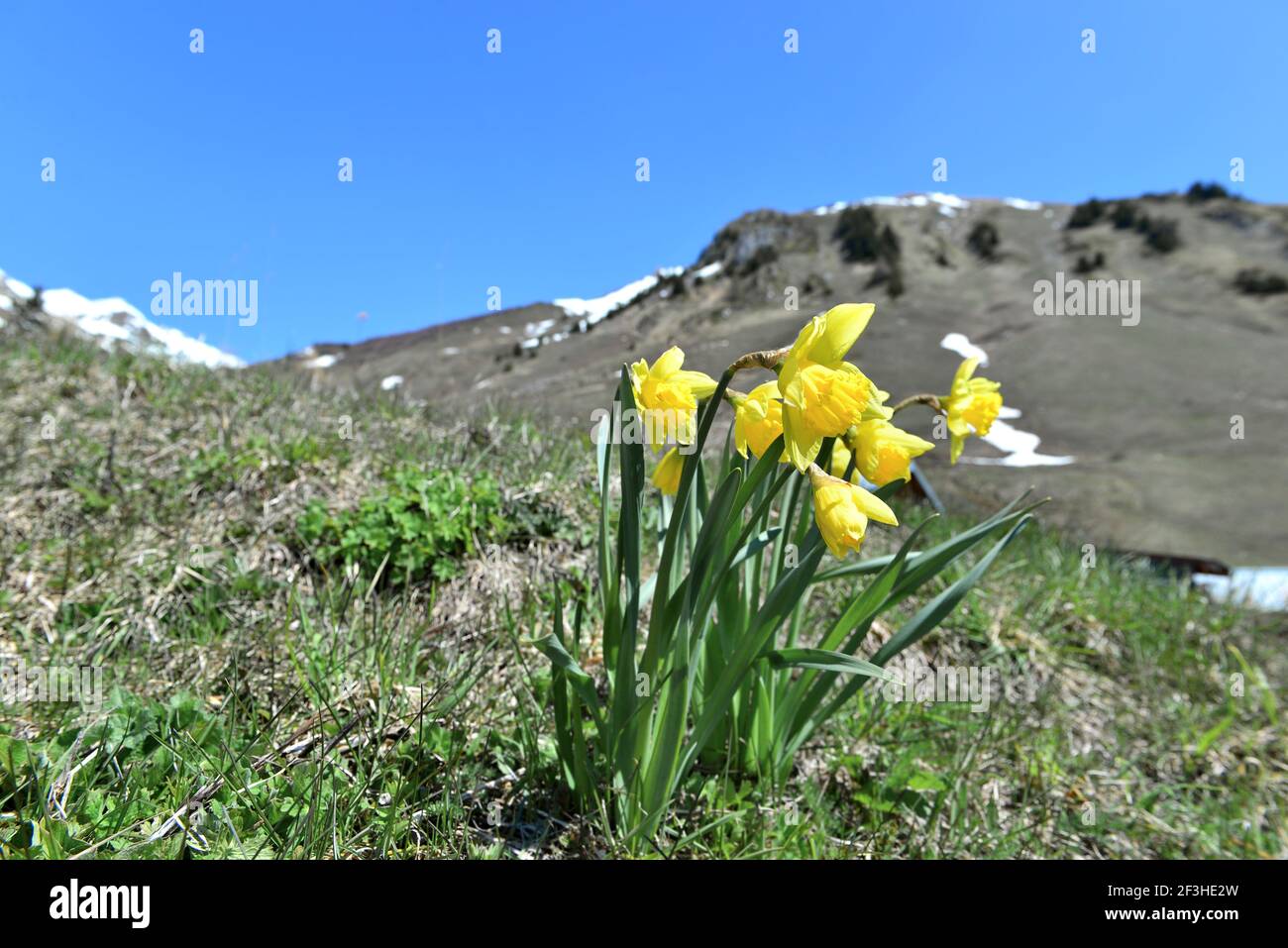 bellissimi narcisi che fioriscono nel prato di fronte alla montagna alpina sotto cielo blu Foto Stock