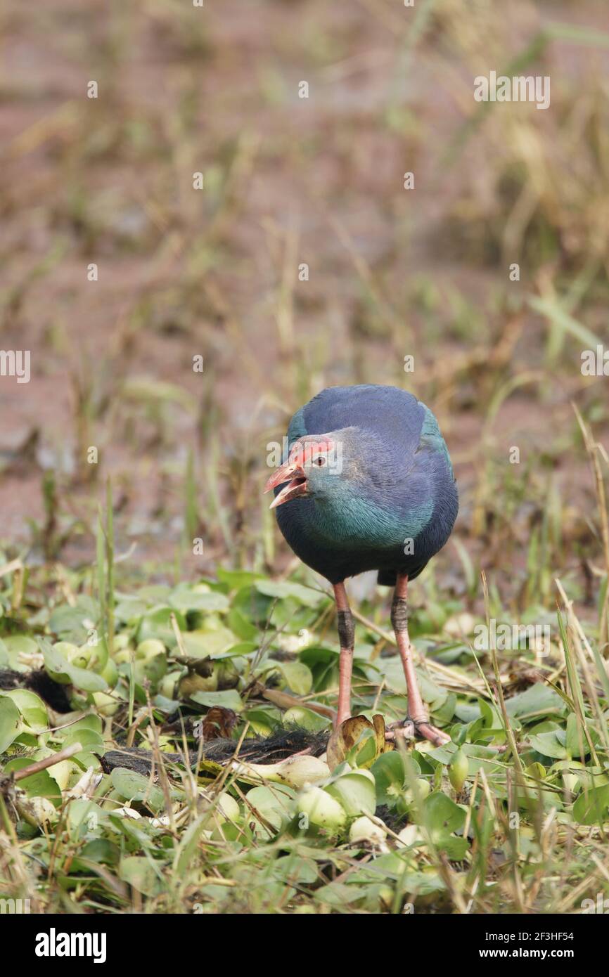 Porpora Gallinule - chiamata Porphyrio porphyrio Keoladeo Ghana National Park Bharatpur Rajasthan India BI018222 Foto Stock