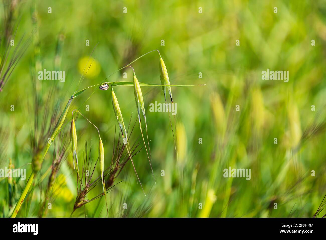 Lumaca bianca su un gambo di erba da vicino sfondo verde sfocato Foto Stock
