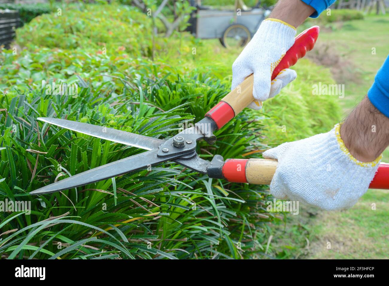Giardiniere tagliando siepe (o cespuglio) con cesoie per erba Foto Stock