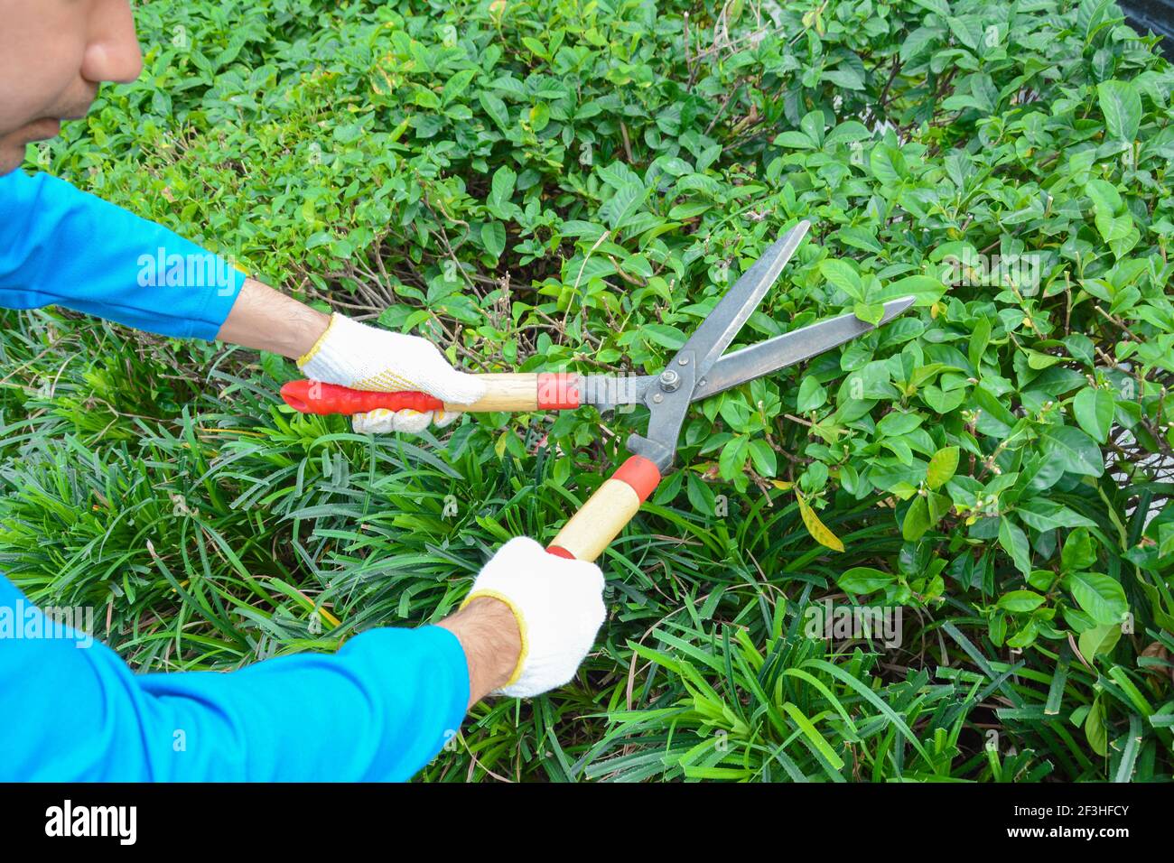 Giardiniere tagliando siepe (o cespuglio) con cesoie per erba Foto Stock