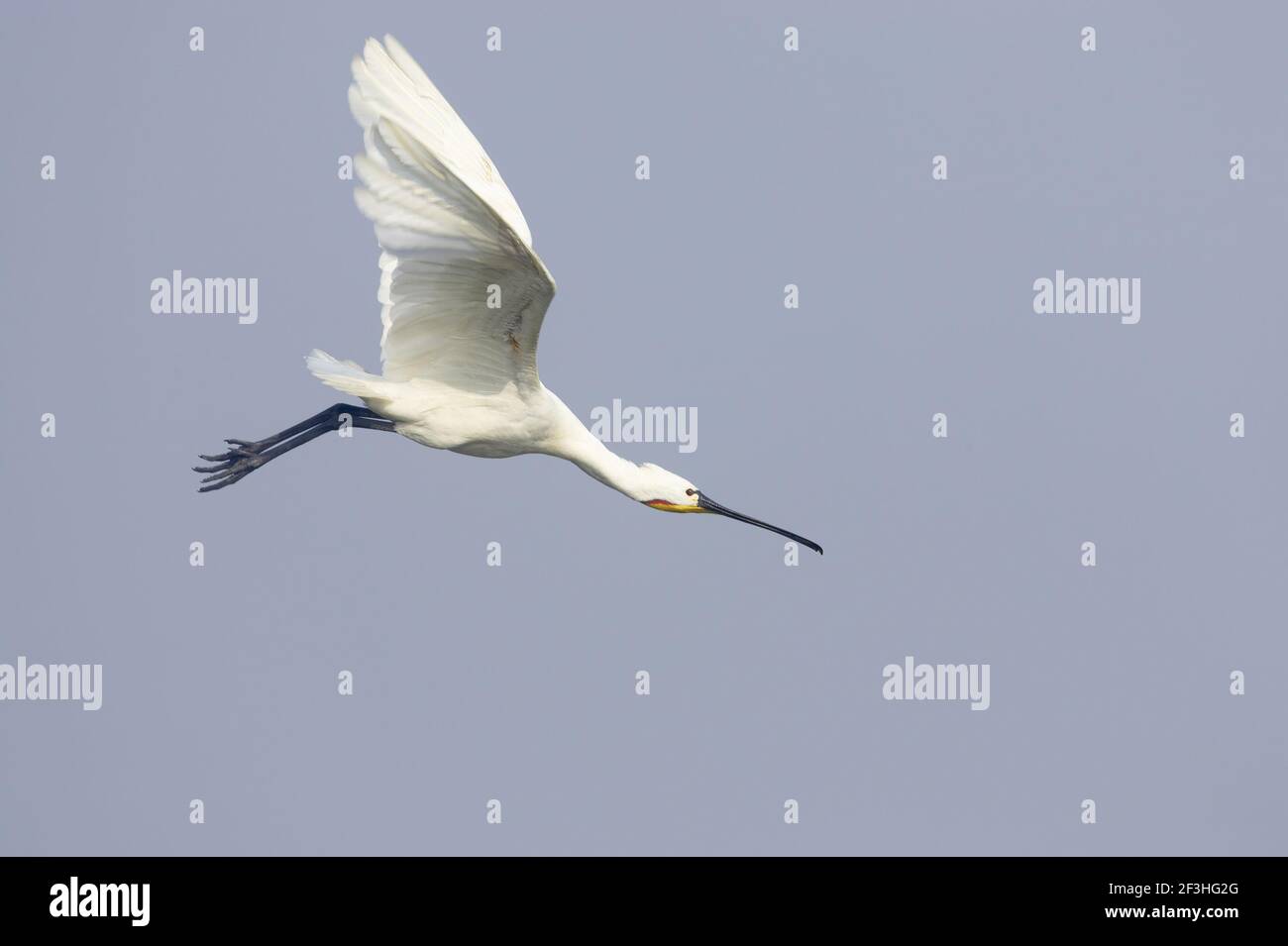 Eurasian Spoonbill - in volo Platalea leucorodia Keoladeo Ghana National Park Bharatpur Rajasthan India BI018348 Foto Stock
