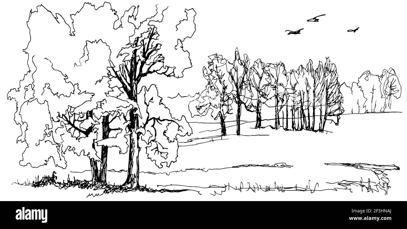 Paesaggio grafico monocromatico con campo e alberi. Illustrazione Vettoriale