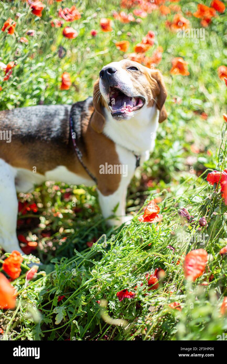 Divertente giovane cane beagle in estate campo papavero Foto Stock