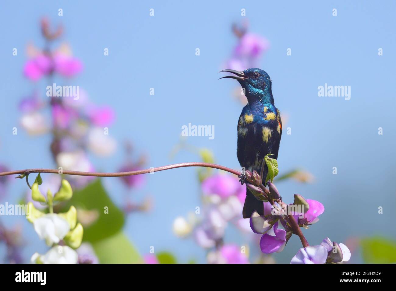 Viola sunbird Foto Stock