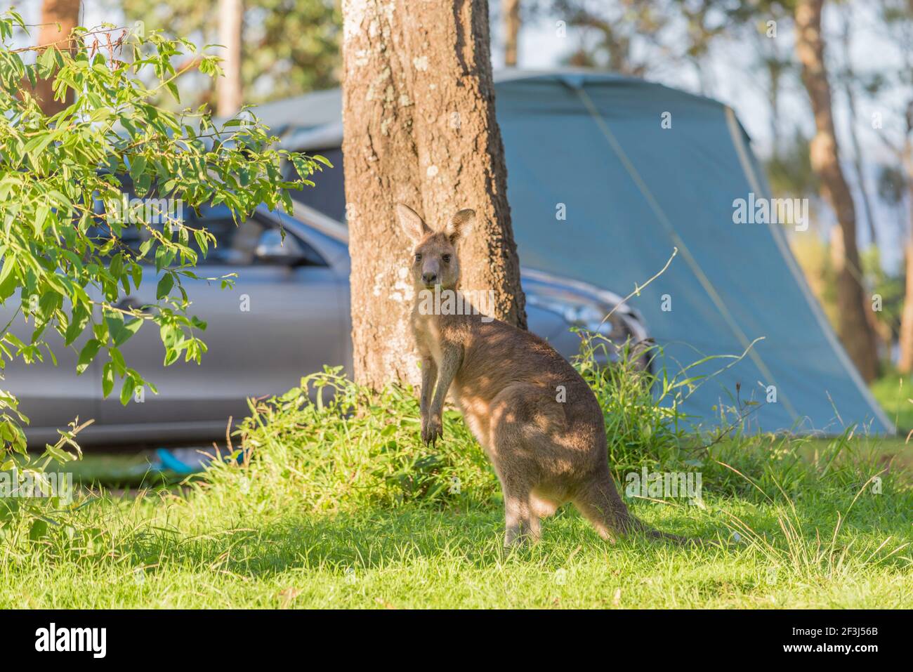 Un canguro grigio orientale (Macropus giganteus) si erige in un campeggio a Bendalong, nuovo Galles del Sud, Australia Foto Stock