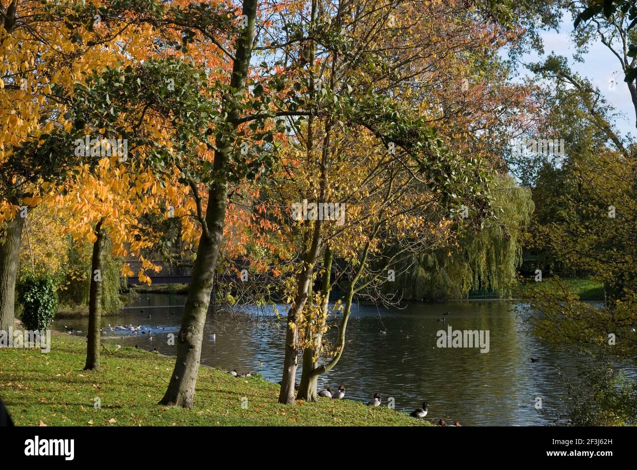 Foglie d'autunno sugli alberi con il lago con l'area di conservazione degli uccelli dietro, Regent's Park, Londra, NW1, Inghilterra | NESSUNO | Foto Stock