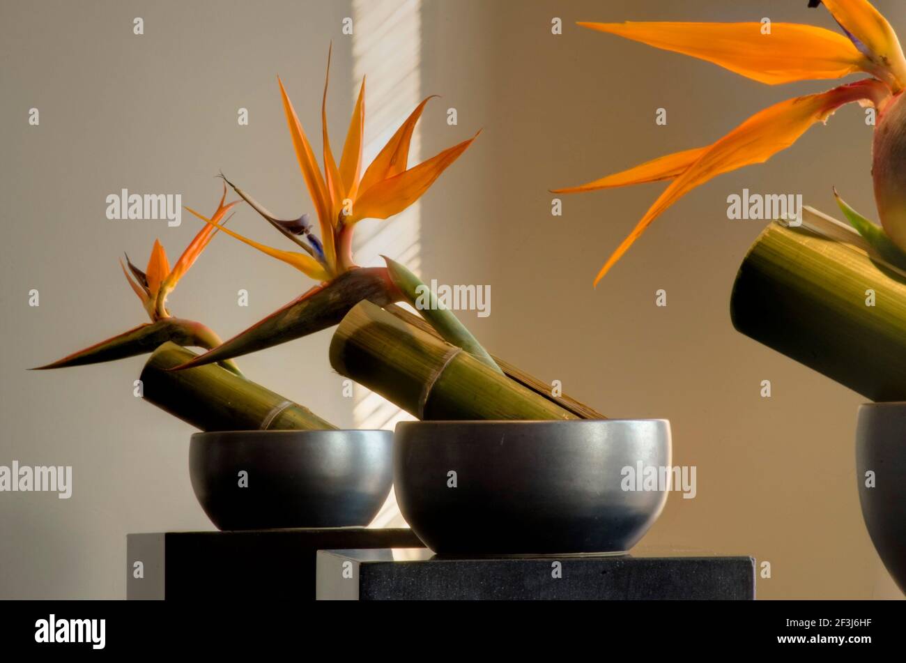 Decorazione di bambù e uccello di fiori paradiso al Fuchun Resort, Hangzhou, Cina. Ville progettate dall'architetto belga Jean-Michel Gathy, completate Foto Stock