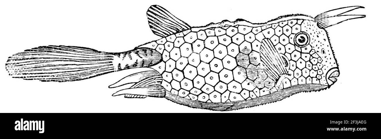 Ostraciontidae pesce tronco cornato. Foto Stock