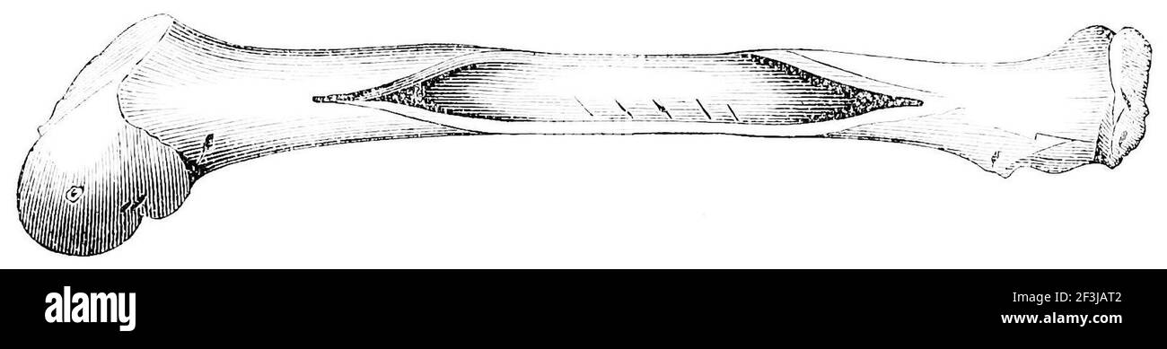 Cervo preistorico o osso della gamba di alce. Foto Stock