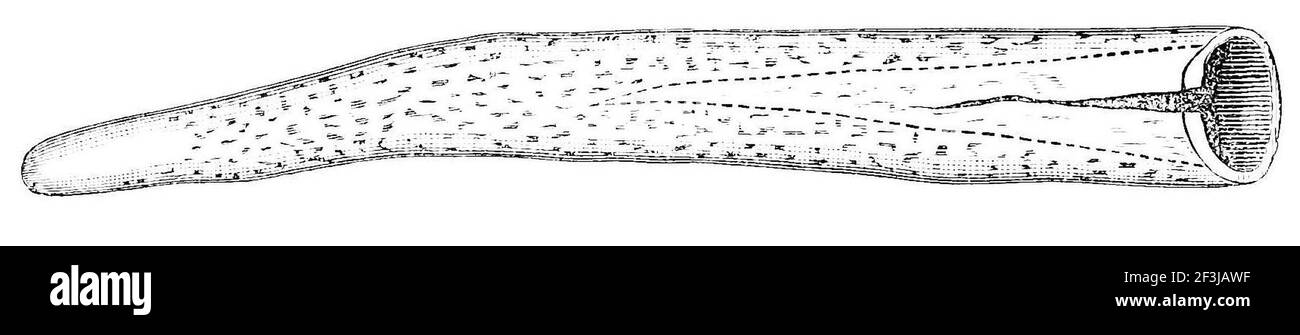 Cervi preistorici o corno di alci. Foto Stock