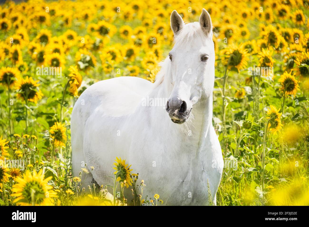 Cavallo di sangue di Warmblood ungherese. Adulto grigio in piedi in un campo di girasoli fioriti. Germania Foto Stock