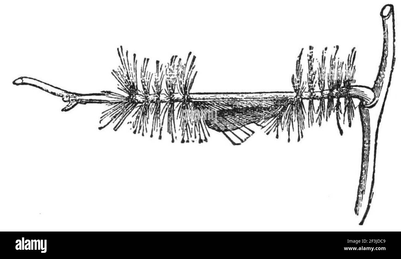il caterpillar di eunomia eagrus si protegge. Foto Stock