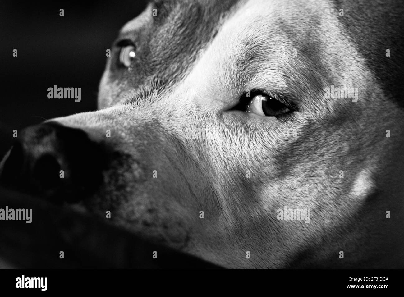 Un cane di razza mista (American Staffordshire Pit Bull Terrier e American Pit Bull Terrier) (Canis lupus familiaris) si affaccia fuori dall'angolo del suo occhio. Foto Stock