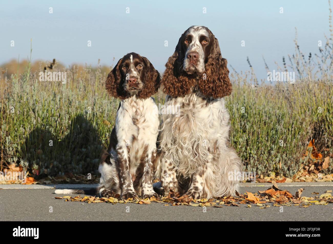 Inglese Springer Spaniel. Due maschi (destra 6 anni, sinistra 17 settimane) seduti uno accanto all'altro. Germania Foto Stock