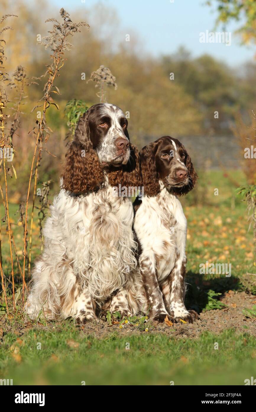 Inglese Springer Spaniel. Due maschi (destra 6 anni, sinistra 17 settimane) seduti uno accanto all'altro. Germania Foto Stock