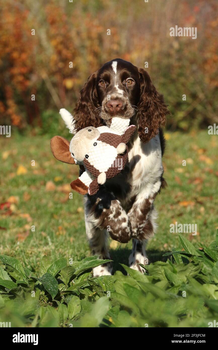 English Springer Spaniel (maschio, 17 settimane) recupera una mucca giocattolo. Germania Foto Stock