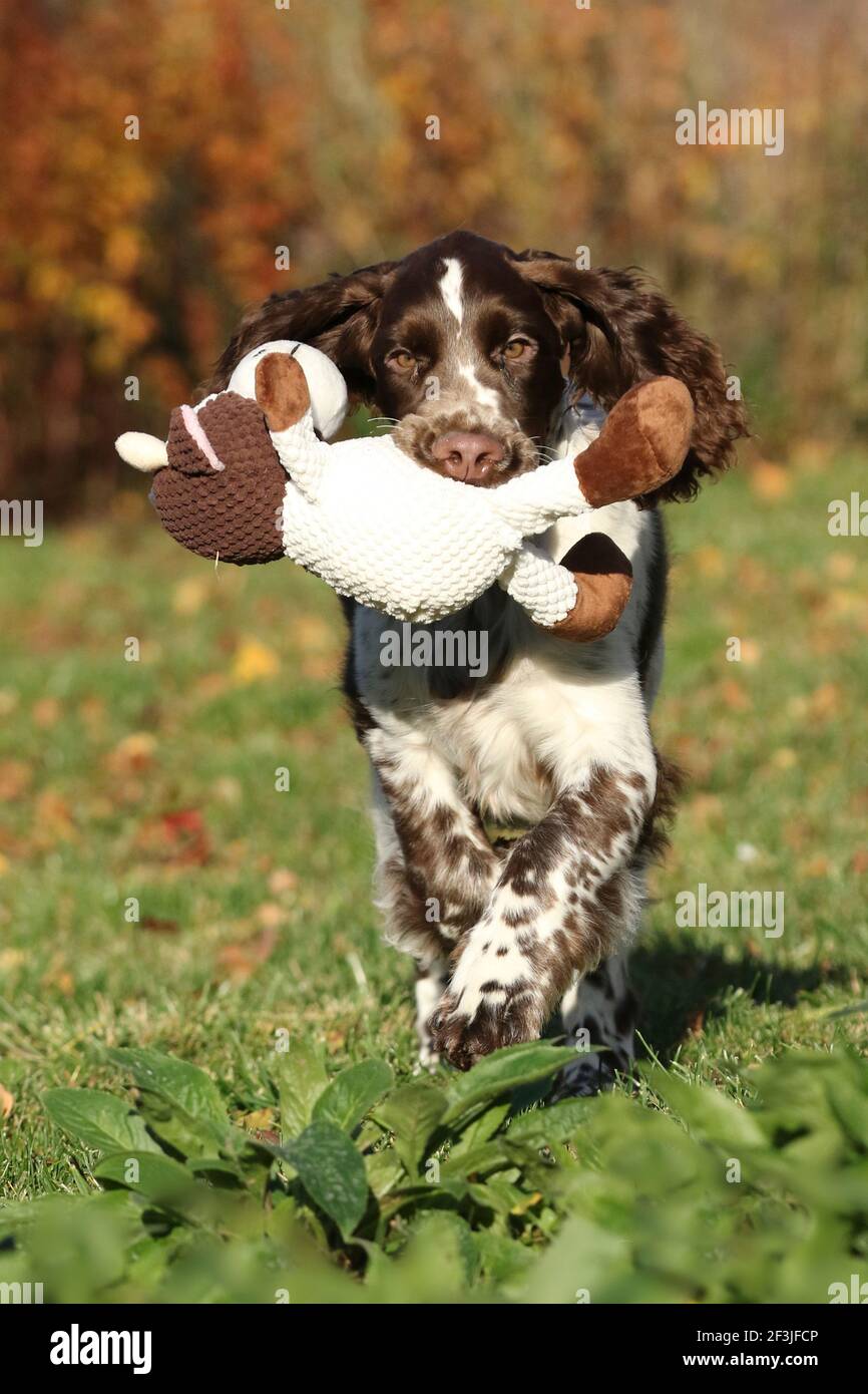 English Springer Spaniel (maschio, 17 settimane) recupera una mucca giocattolo. Germania Foto Stock