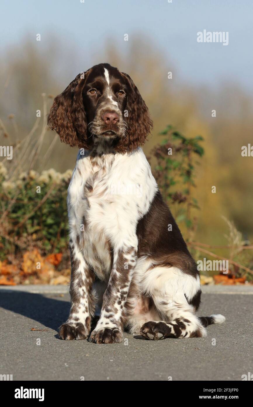 Un inglese Springer Spaniel (maschio, 17 settimane) seduto. Germania Foto Stock