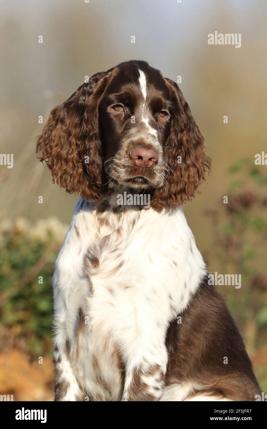 English Springer Spaniel (maschio, 17 settimane), ritratto. Germania Foto Stock