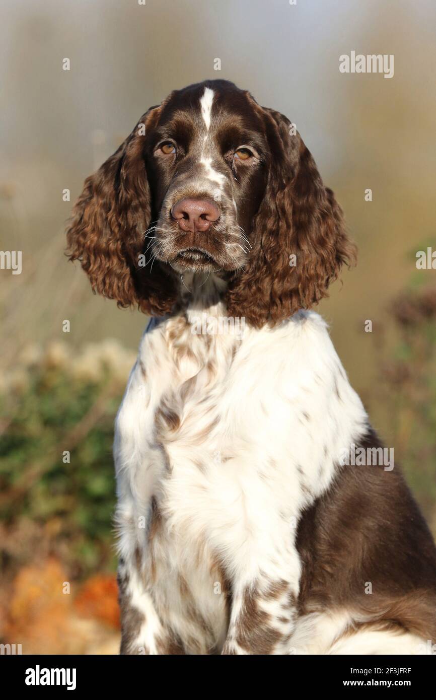 English Springer Spaniel (maschio, 17 settimane), ritratto. Germania Foto Stock