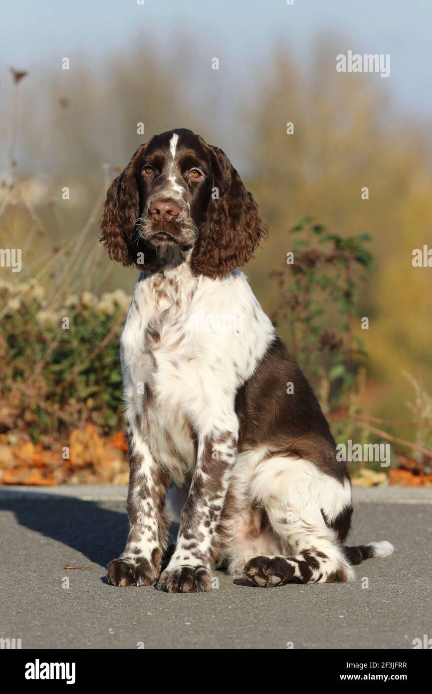 Un inglese Springer Spaniel (maschio, 17 settimane) seduto. Germania Foto Stock