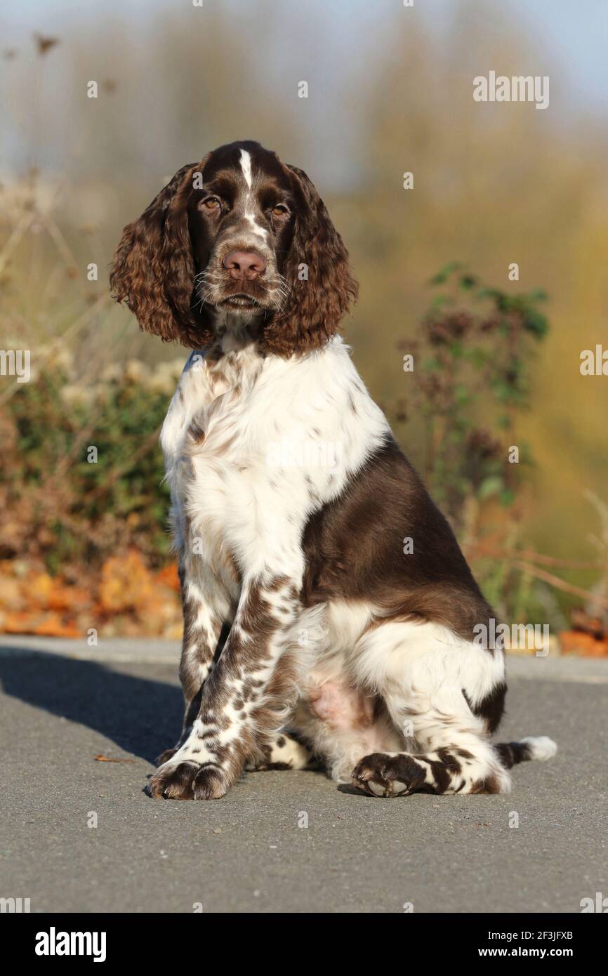 Un inglese Springer Spaniel (maschio, 17 settimane) seduto. Germania Foto Stock