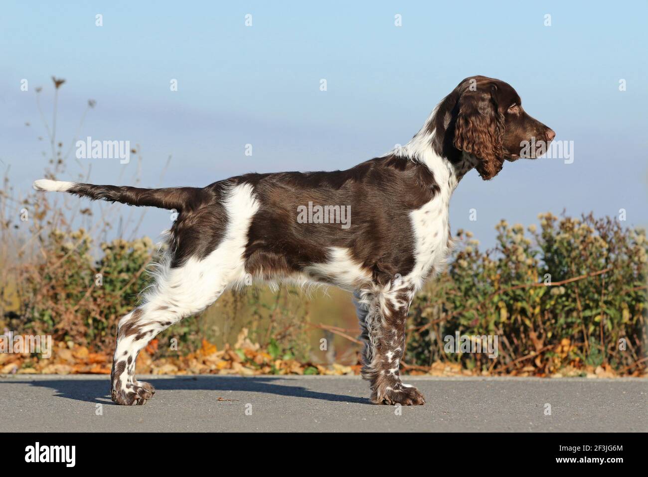 Un inglese Springer Spaniel (maschio, 17 settimane) in piedi, visto fianco a fianco. Germania Foto Stock