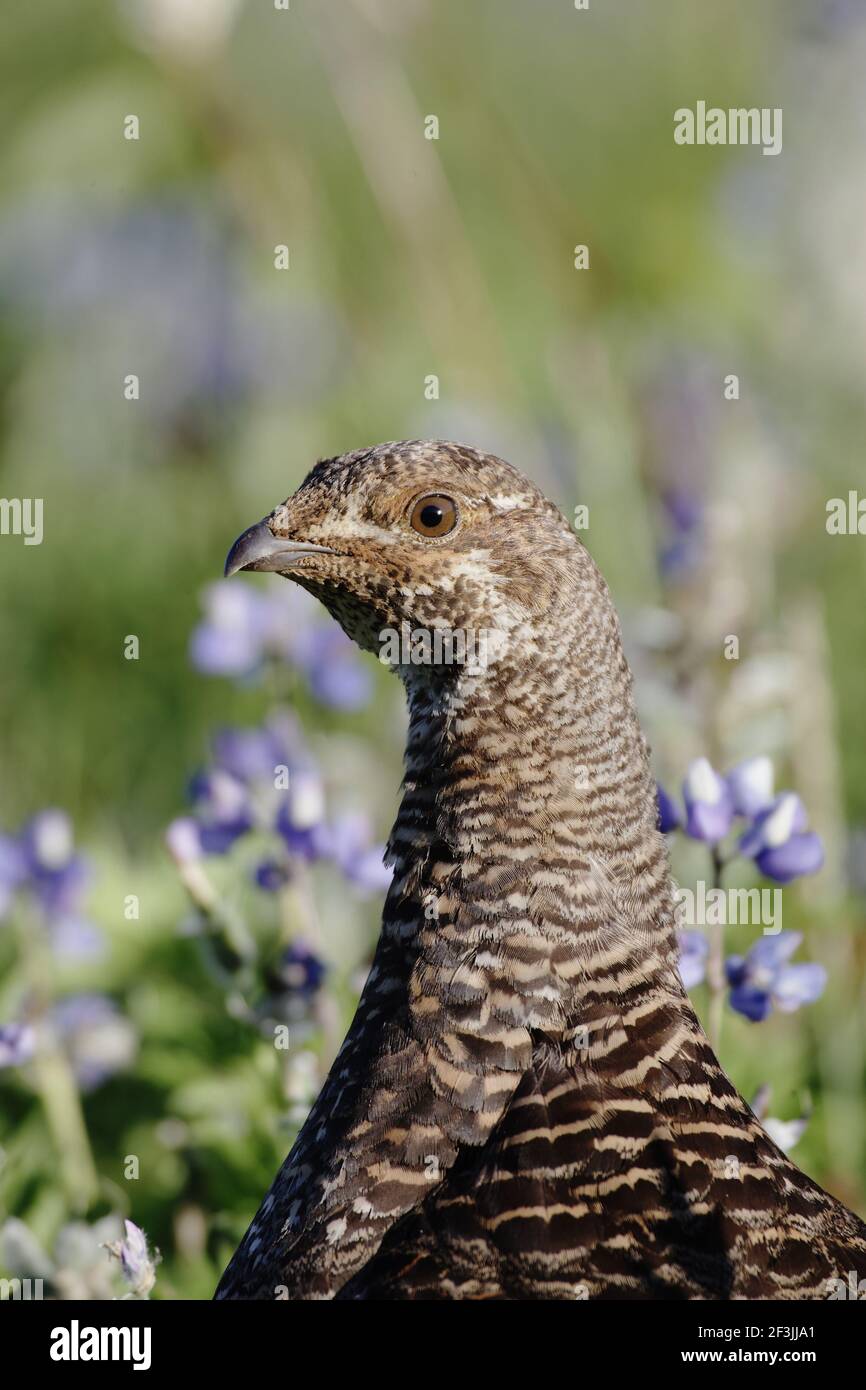 Ptarmigan dalla coda bianca - femmina nel prato dei fiori subalpini Paradise Mount Rainier National Park Washington state, USA BI003357 Foto Stock