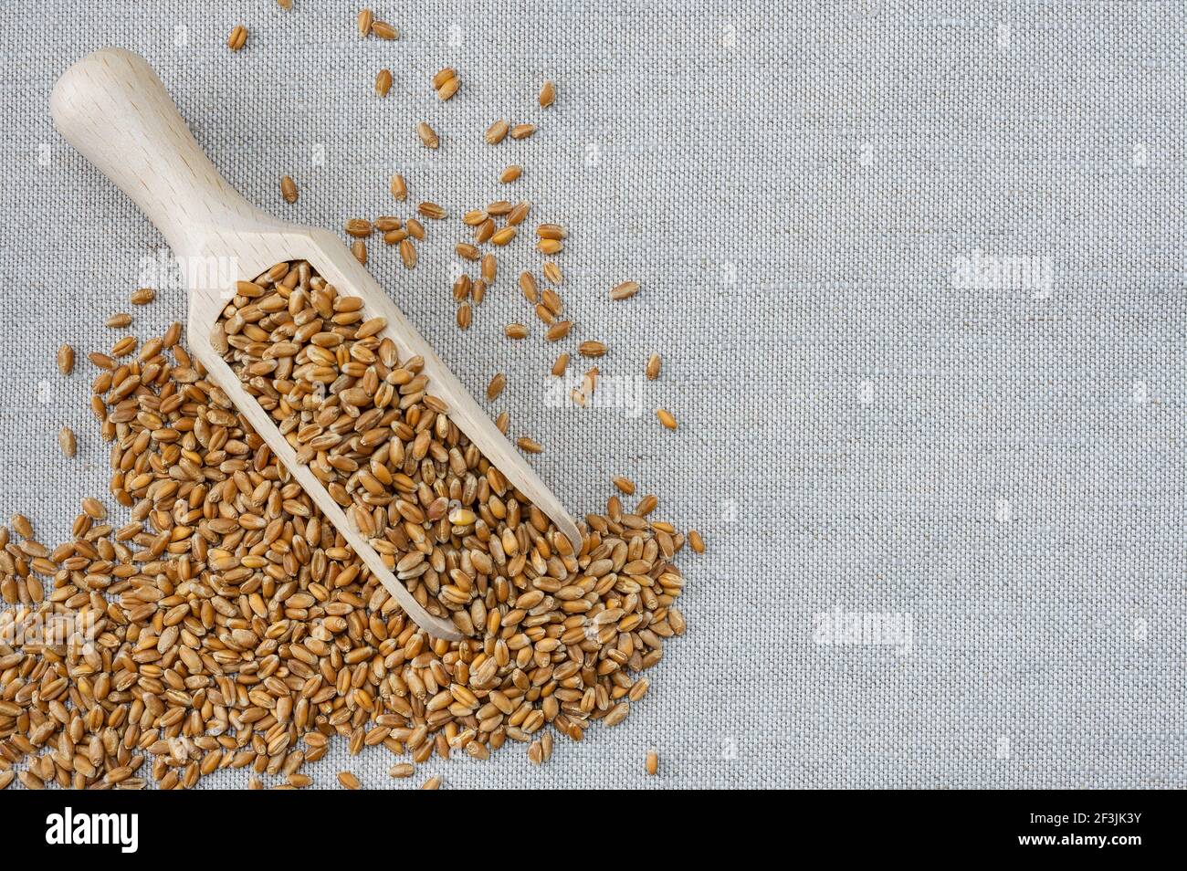 Chicchi di grano intero su fondo di burlap. Grano grano grano grano grano di fondo agricolo. Raccogliere, cereali grani cucchiaio di legno Foto Stock