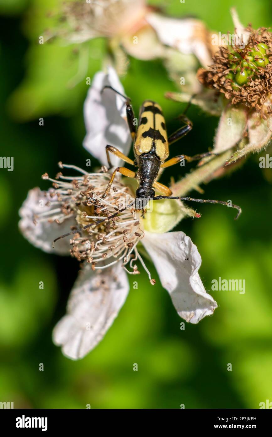 Punteggiato Longhorn Beetle (Strangalia o Rutpela maculata) un bug giallo di insetti volanti con macchie nere, foto stock Foto Stock