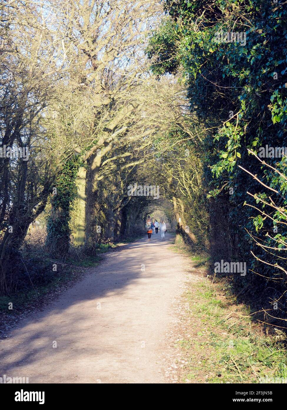 Il sentiero a lunga distanza di Weavers Way tra North Walsham e Felmingham nel Nord Norfolk utilizza la pista della linea ferroviaria M&GN disutilizzata. Foto Stock