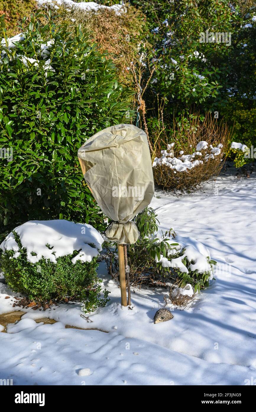 Il roseto è avvolto in pile per l'inverno contro il gelo. Baden Baden, Baden Württemberg, Germania, Europa Foto Stock