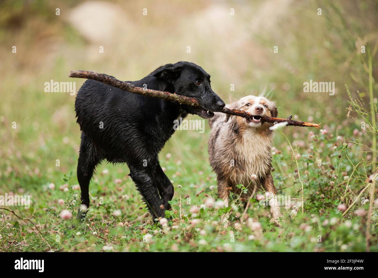 Mini Pastore Australiano e mongrel. Due cani adulti su un prato, giocando con un bastone. Germania.. Foto Stock