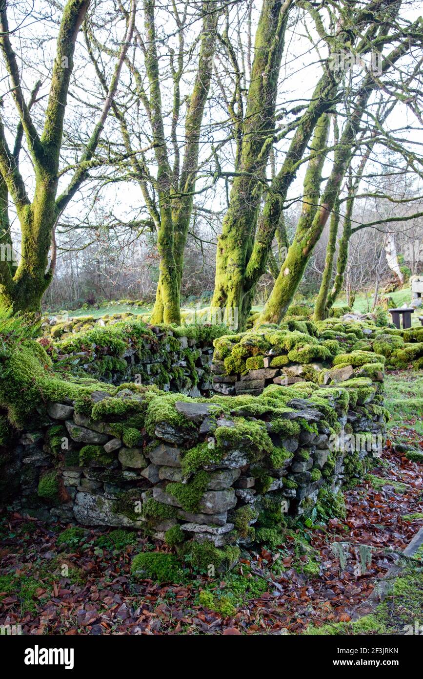 Old Stone Mountain Cottage rovina a Cavan Burren Park, Co, Cavan, Irlanda, Foto Stock