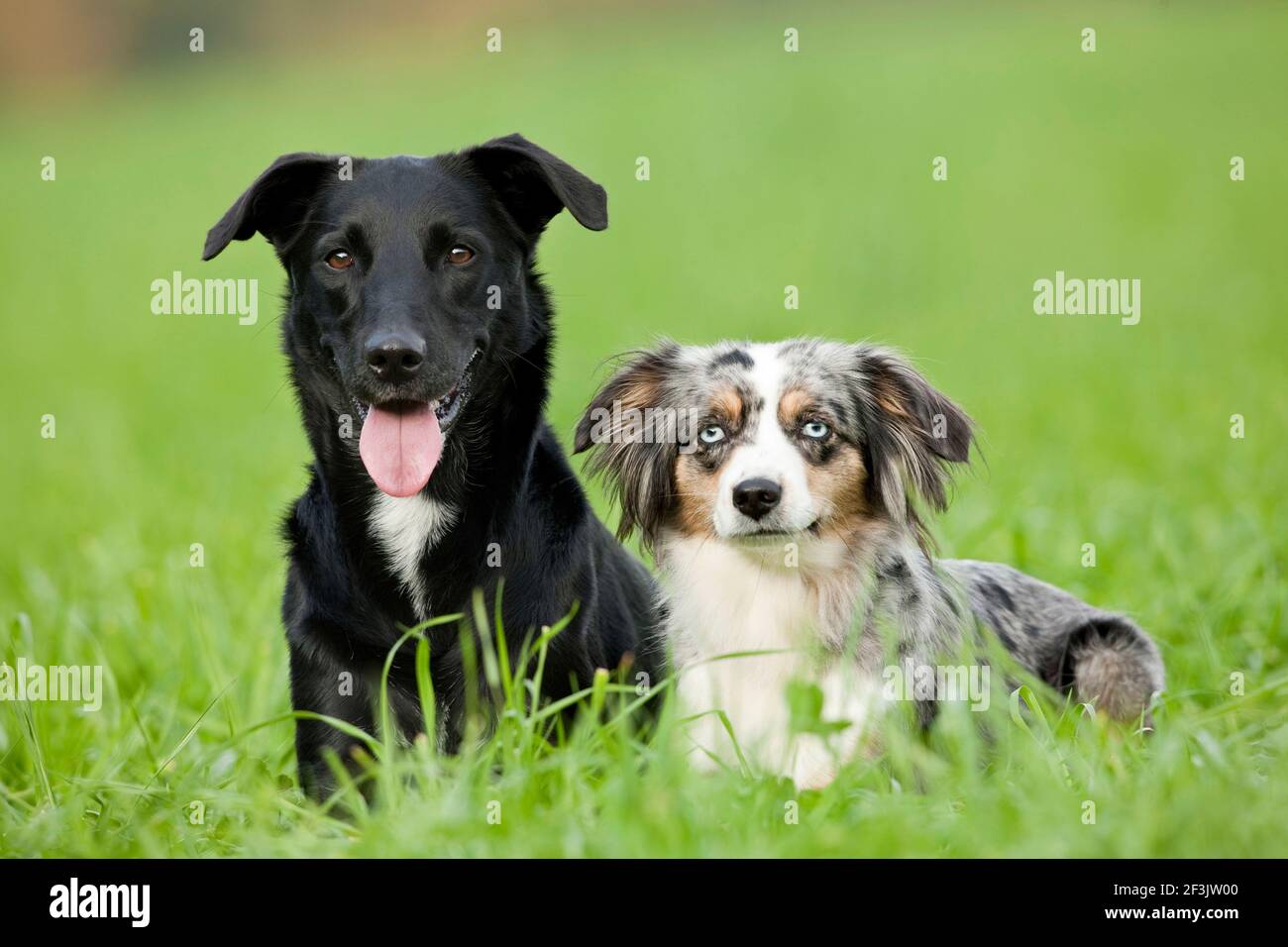 Mini Pastore Australiano e mongrel. Due cani adulti in erba. Germania.. Foto Stock