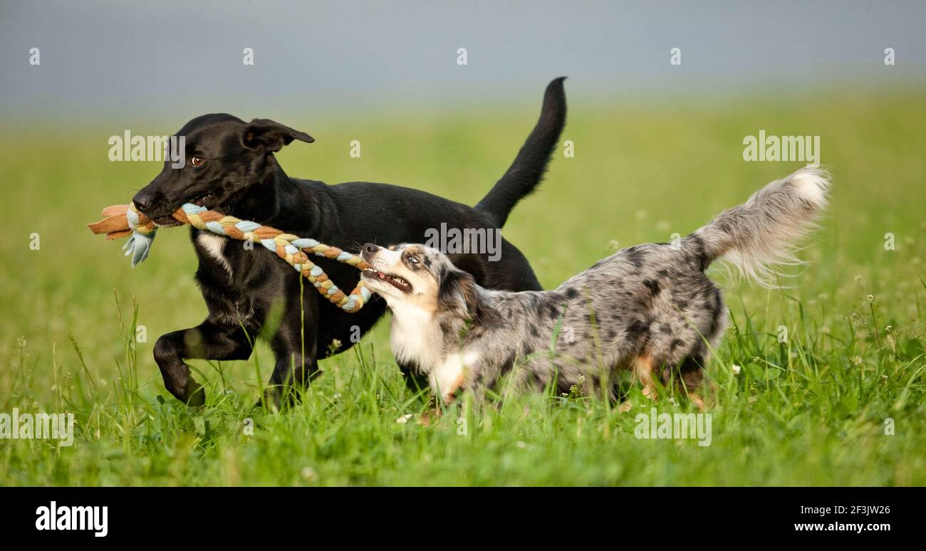 Mini Pastore Australiano e mongrel. Due cani adulti su un prato, giocando con una corda. Germania.. Foto Stock