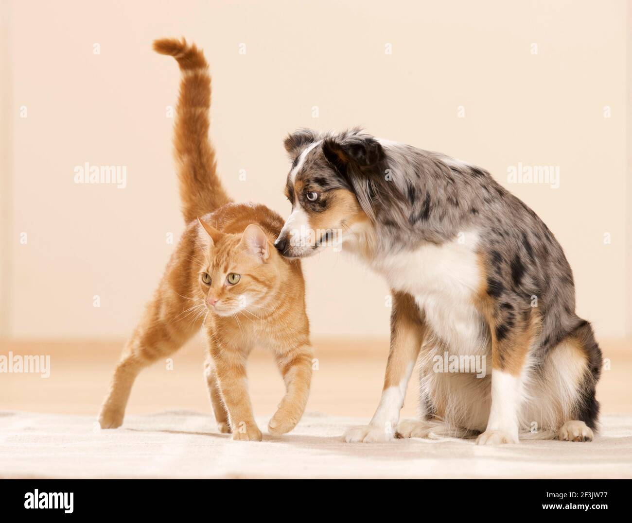 Mini Pastore Australiano e gatto domestico. Un cane adulto e un gatto tabby su un tappeto. Germania Foto Stock