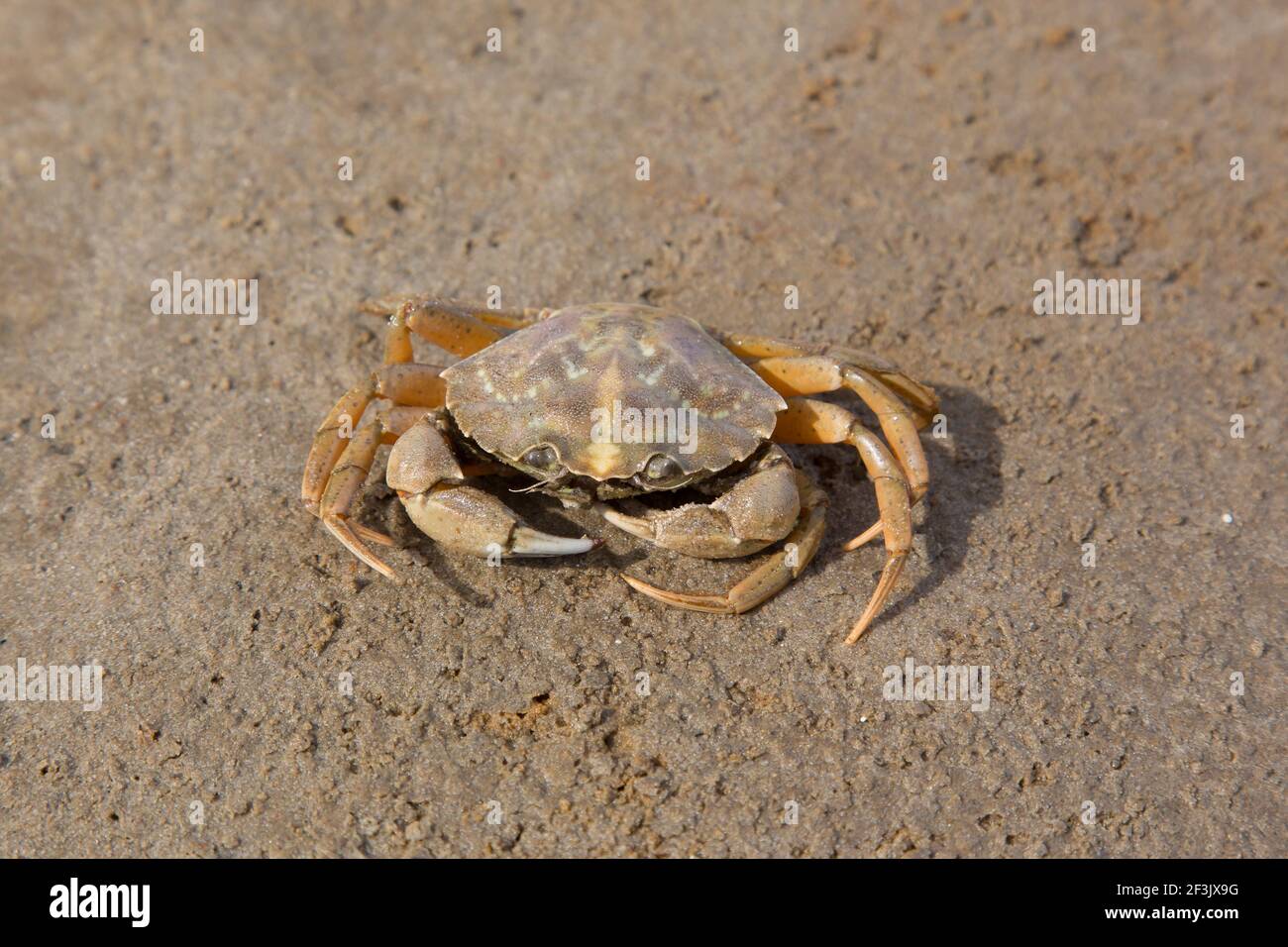 Shore Crab (Carcinus maenas) sulla sabbia. Mare del Nord, Germania Foto Stock