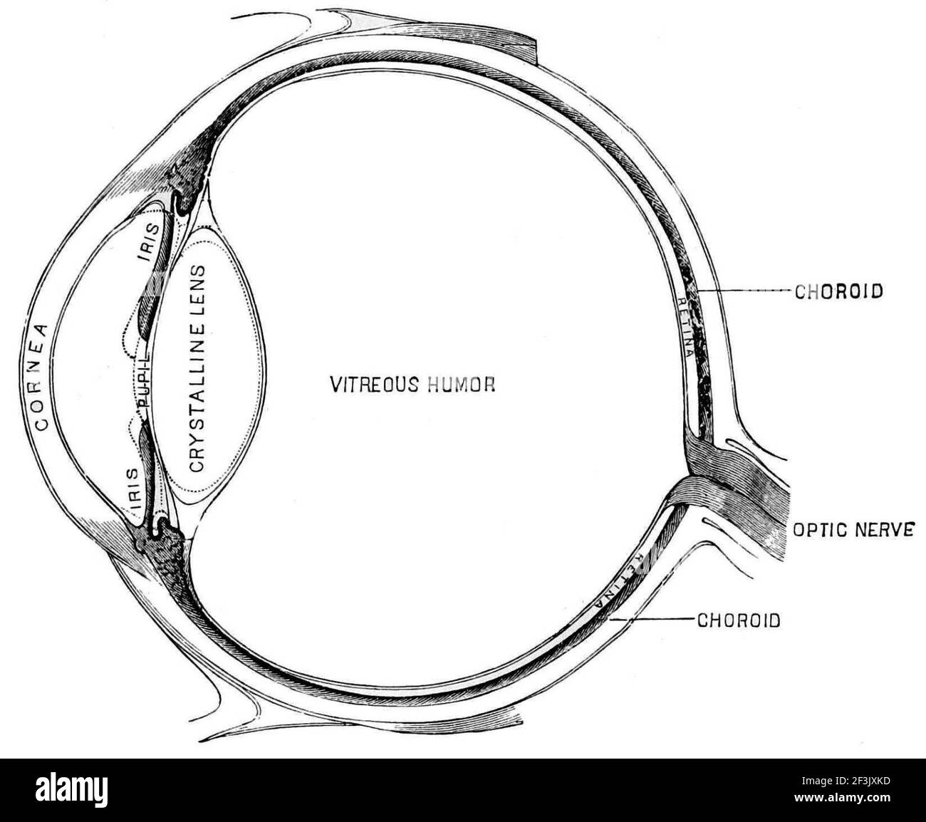 Sezione schematica dell'occhio umano Foto stock - Alamy
